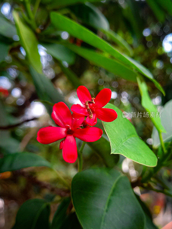 小麻风树(Jatropha integerrima)俗称小麻风树或麻风树，是大戟科复合开花植物的一种灌木。